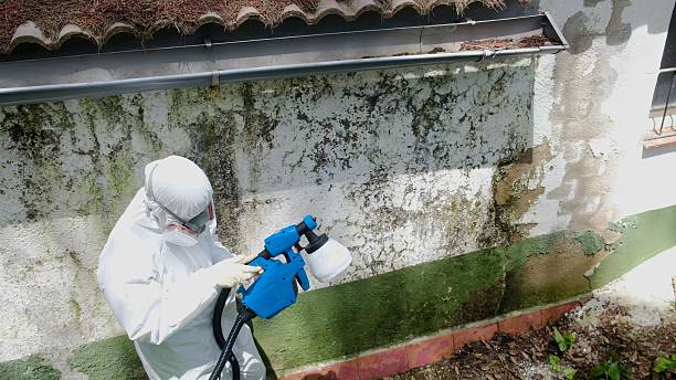 Top rated local Mold Cleanup specialists in Temperanceville, VA